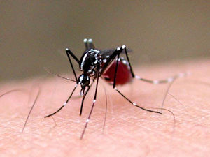 ワンプッシュ蚊取りの安全性は？生活の知恵蚊 1