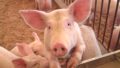 豚が人間のうんこである人糞を食べるというのは本当の話か？