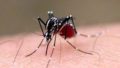 ワンプッシュ蚊取りの安全性は？