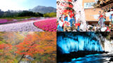 秩父の芝桜の見頃とアクセスや渋滞について 3 秩父の芝桜の見頃とアクセスや渋滞について